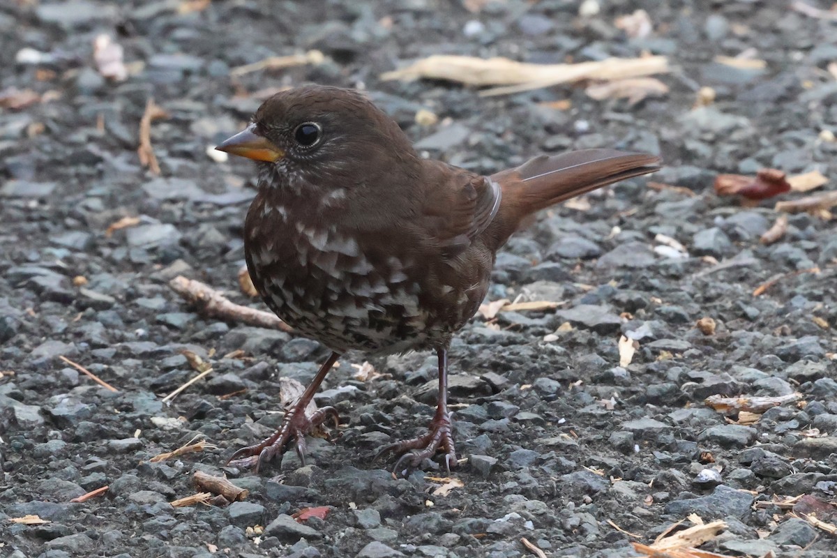 Fox Sparrow - ML623963500