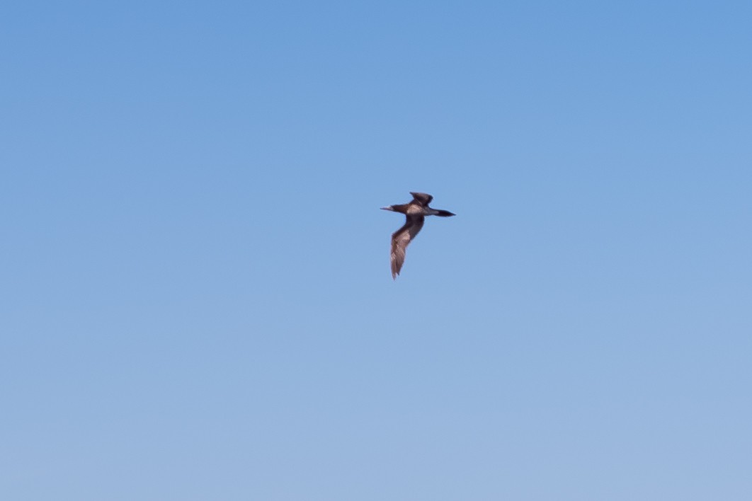 Brown Booby - Marilyn Henry