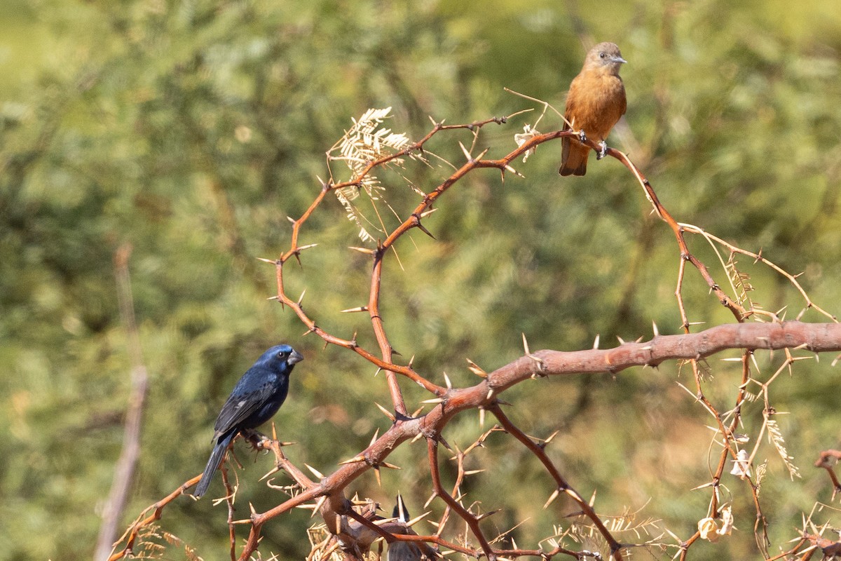 Ultramarine Grosbeak - ML623963514