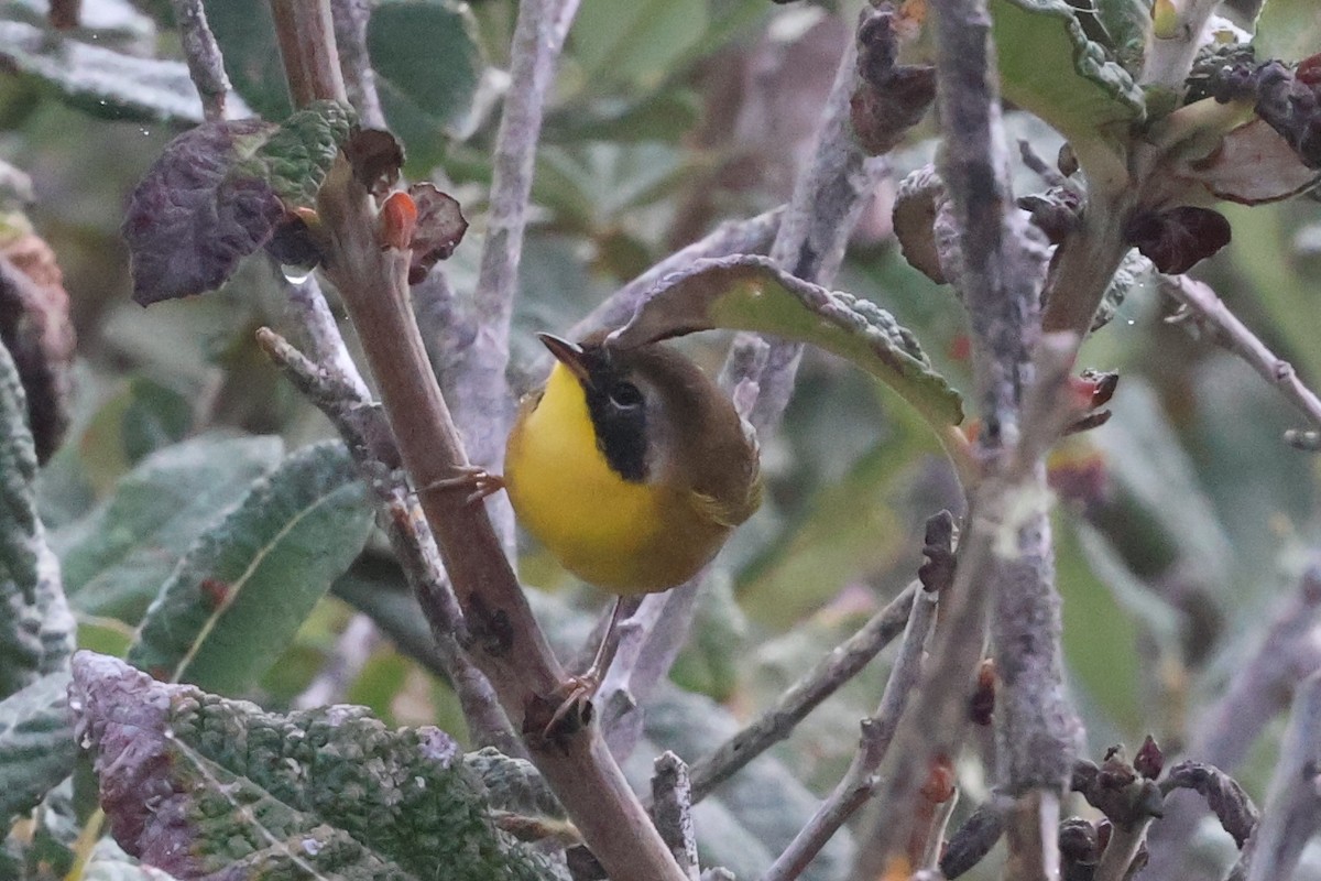 Common Yellowthroat - ML623963516