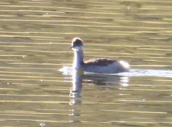 Western Grebe - ML623963518