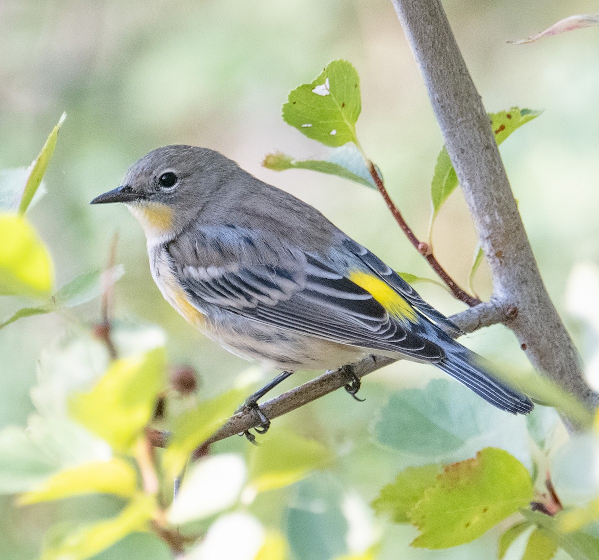 Yellow-rumped Warbler - ML623963522