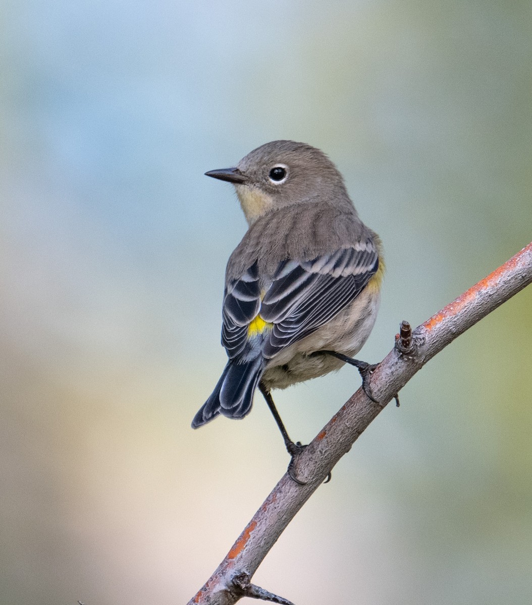 Yellow-rumped Warbler - ML623963523