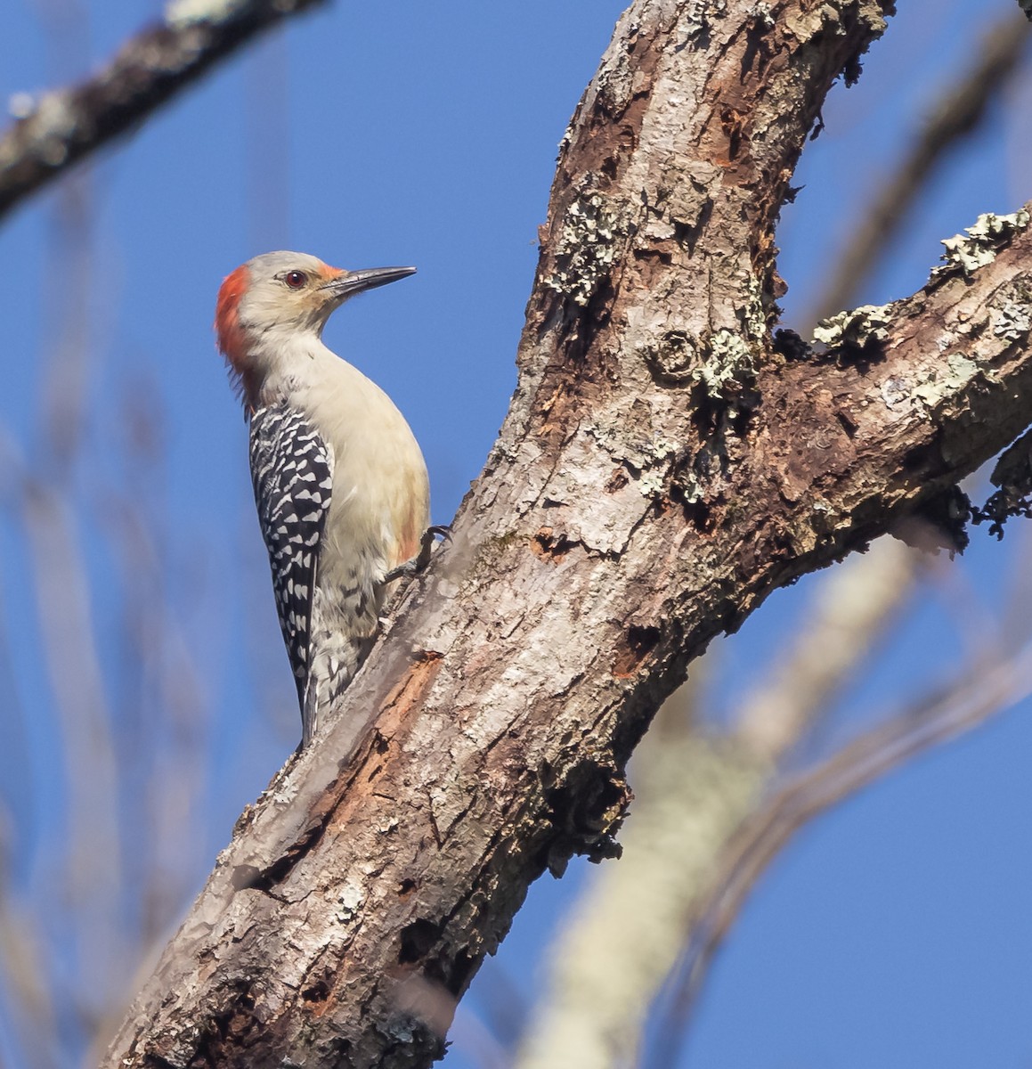 Red-bellied Woodpecker - ML623963525