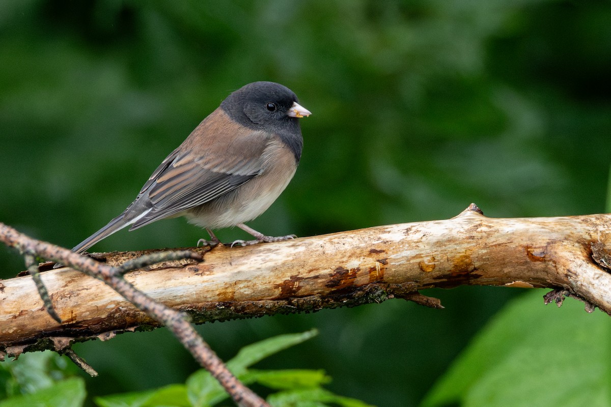 Dark-eyed Junco (Oregon) - ML623963527