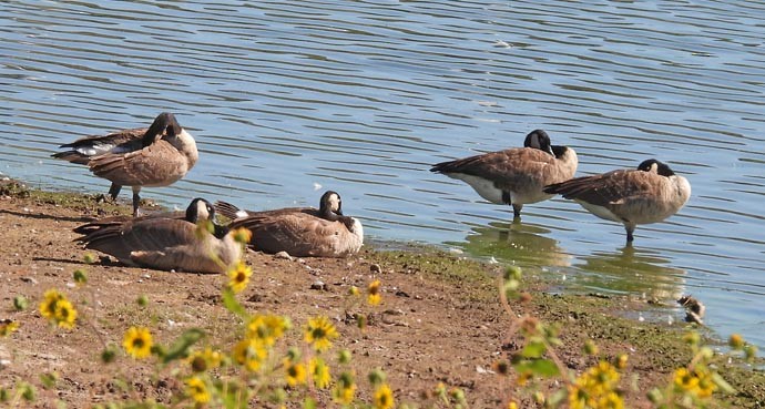 Canada Goose - ML623963544