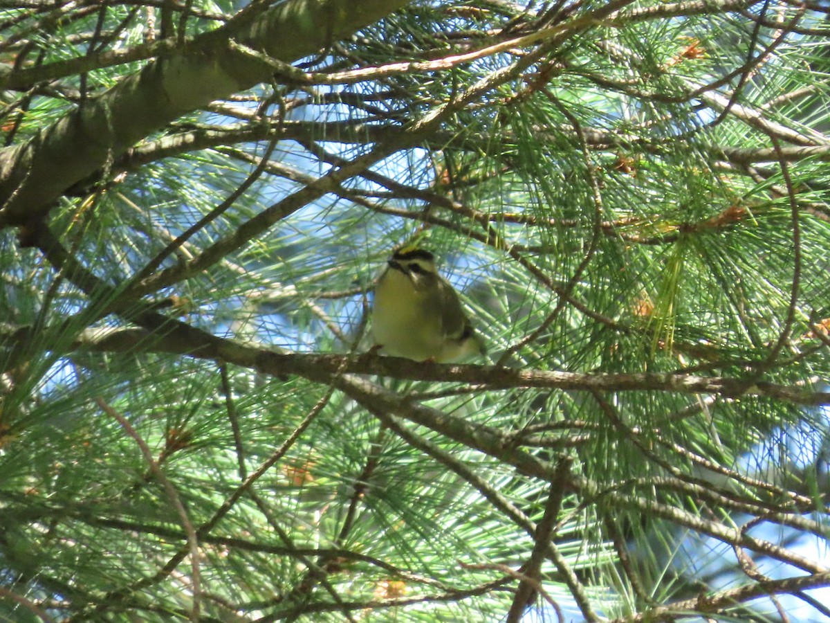 Golden-crowned Kinglet - ML623963549