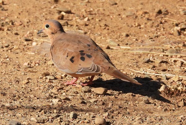 Mourning Dove - ML623963569