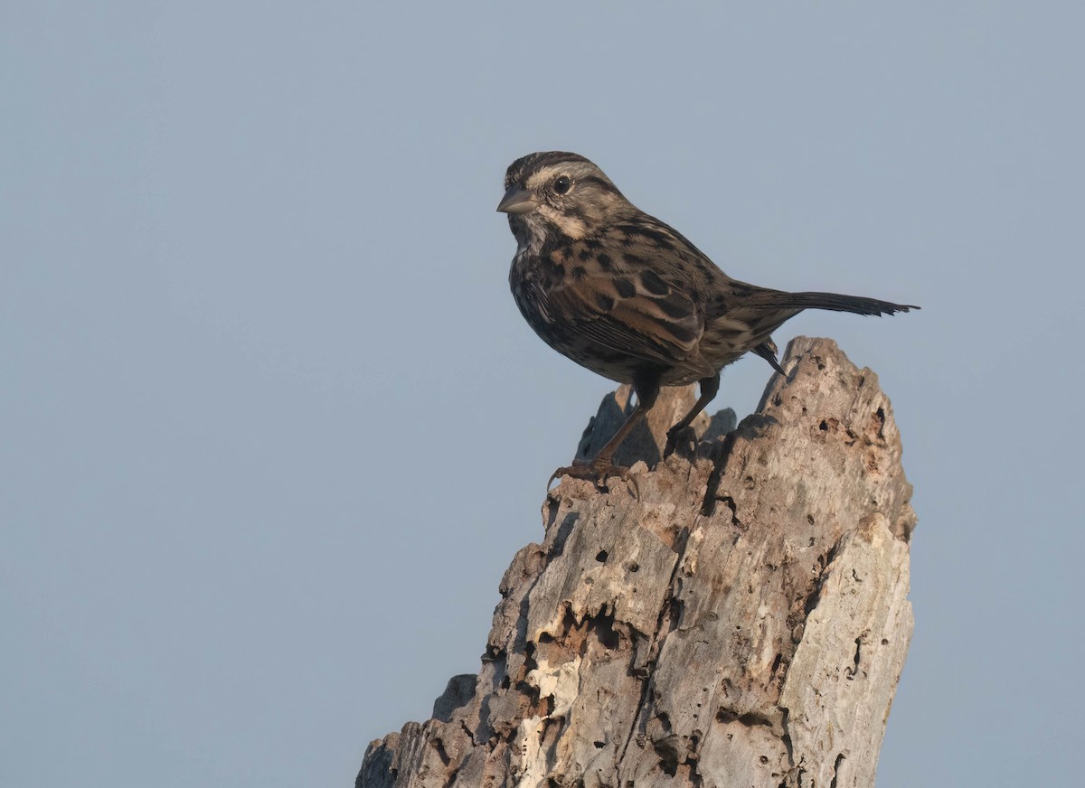 Song Sparrow - ML623963572