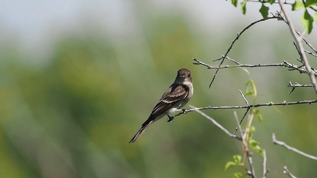 Blasskehl-Schnäppertyrann - ML623963573