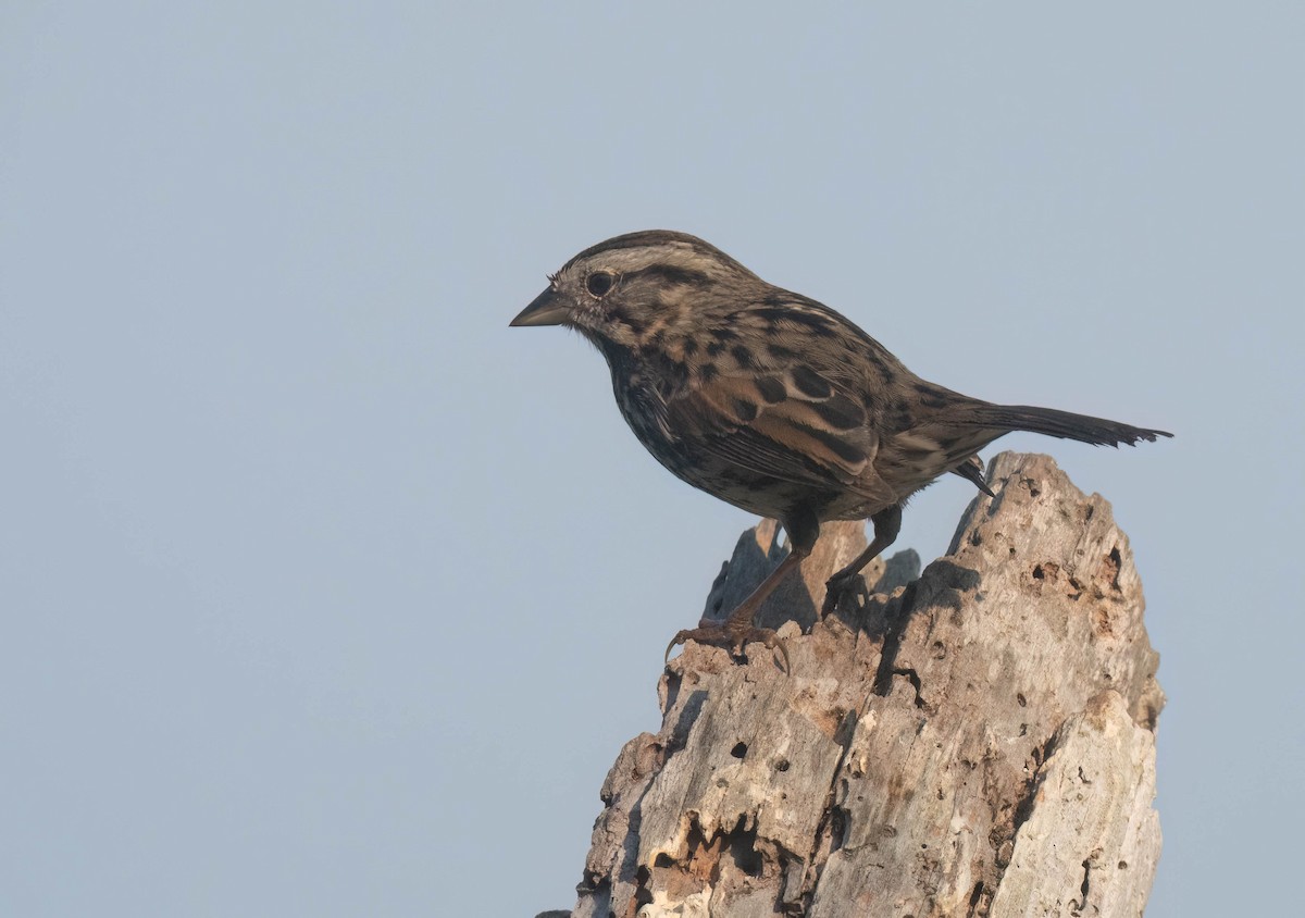 Song Sparrow - ML623963574