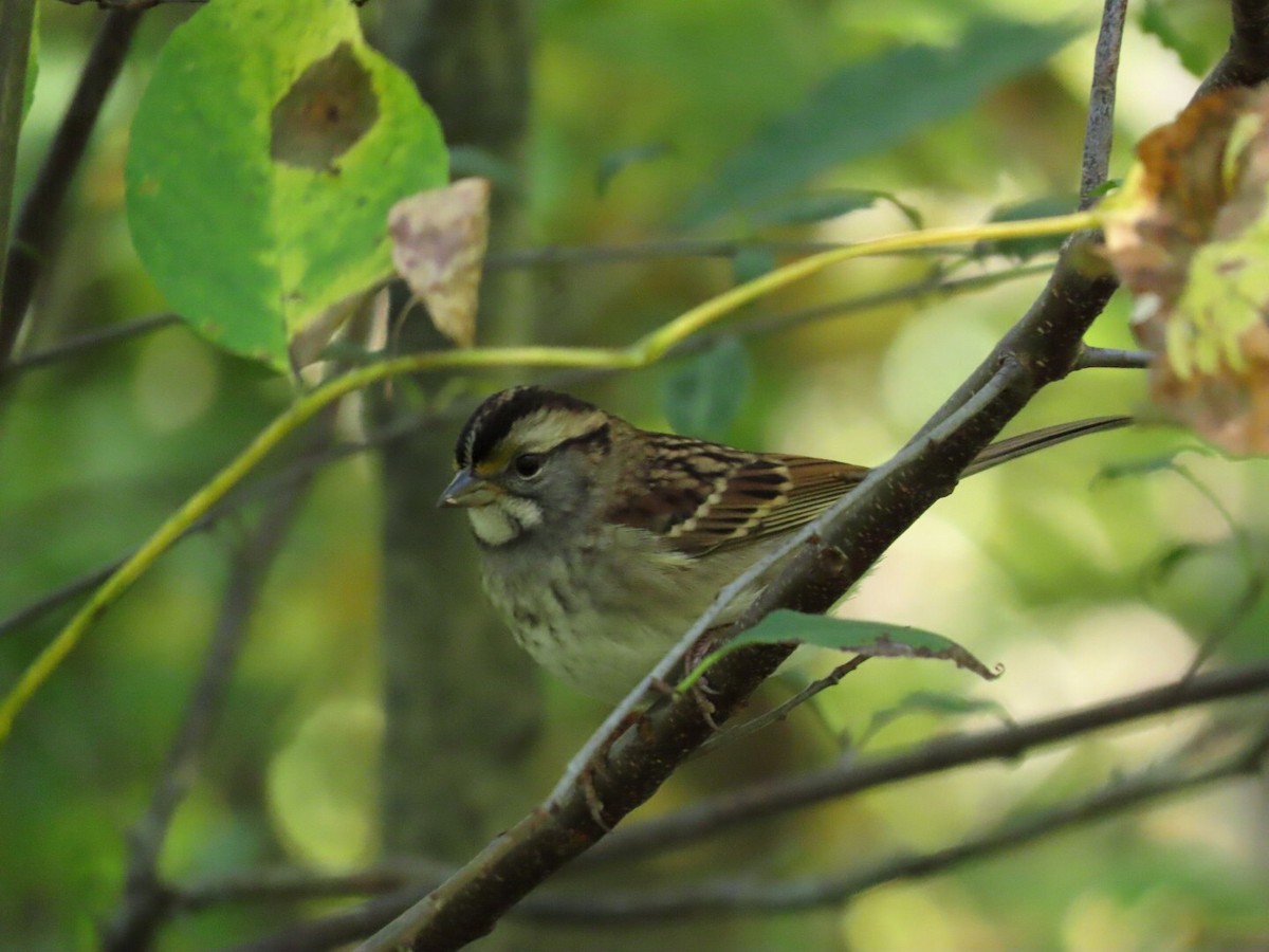 White-throated Sparrow - ML623963575