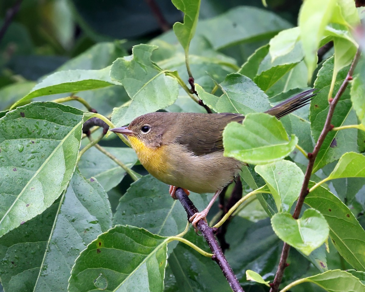 Common Yellowthroat - ML623963577