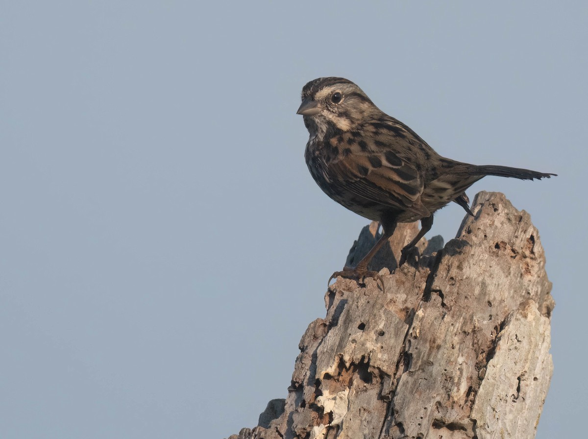 Song Sparrow - ML623963578