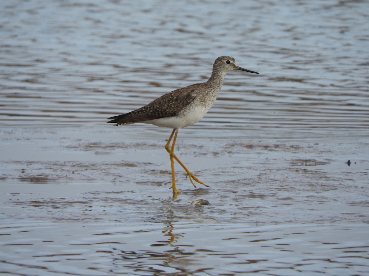 gulbeinsnipe - ML623963591