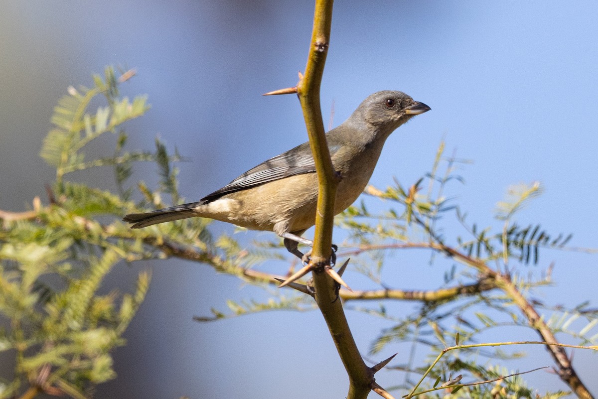 Blue-and-yellow Tanager - ML623963592