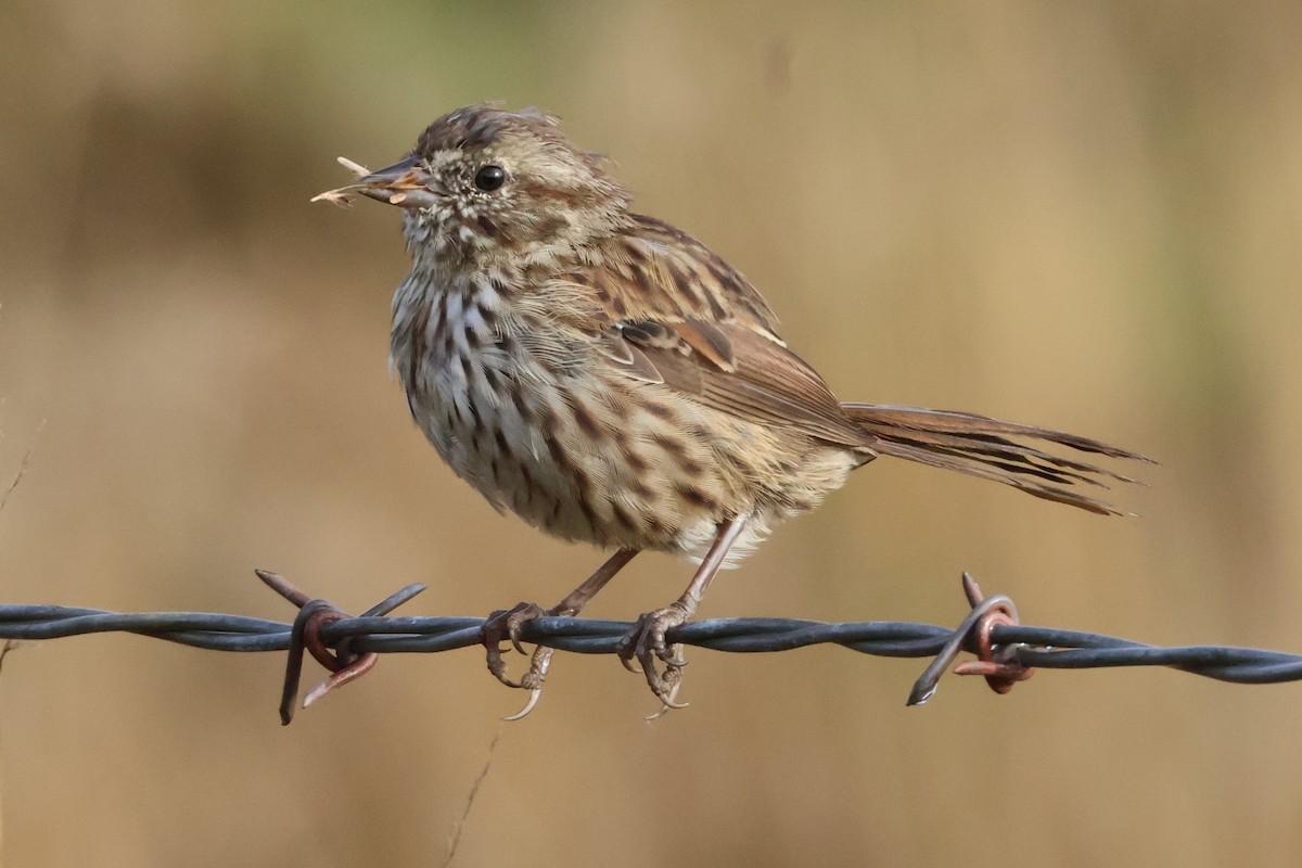 Song Sparrow (heermanni Group) - ML623963604