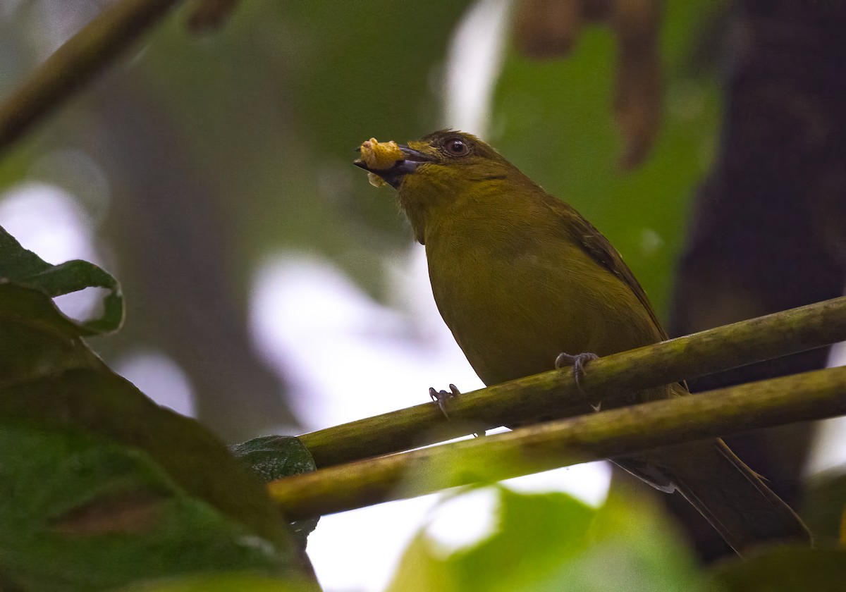 Yellow-lored Tanager - ML623963606