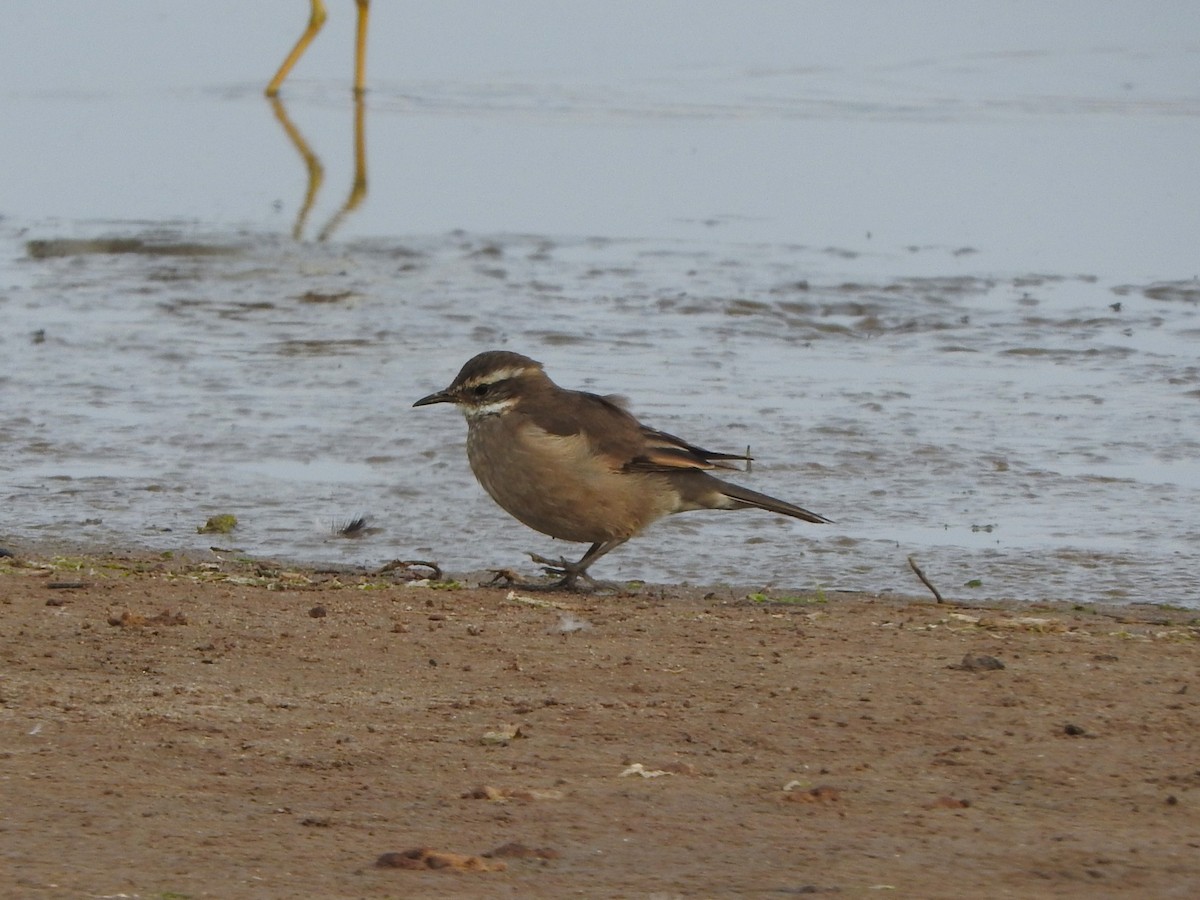 Buff-winged Cinclodes - ML623963616