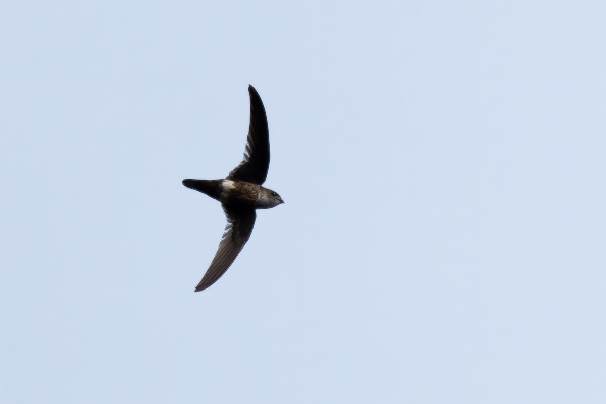 White-tipped Swift - John Sterling