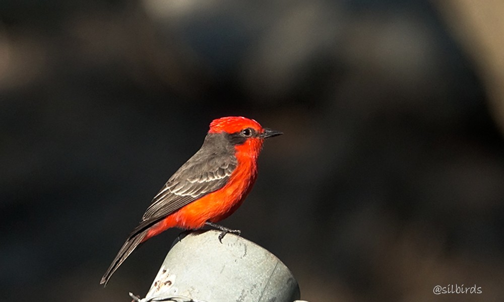 Vermilion Flycatcher - ML623963653