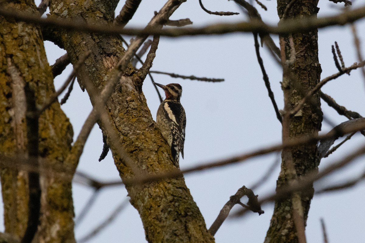 Yellow-bellied Sapsucker - ML623963655