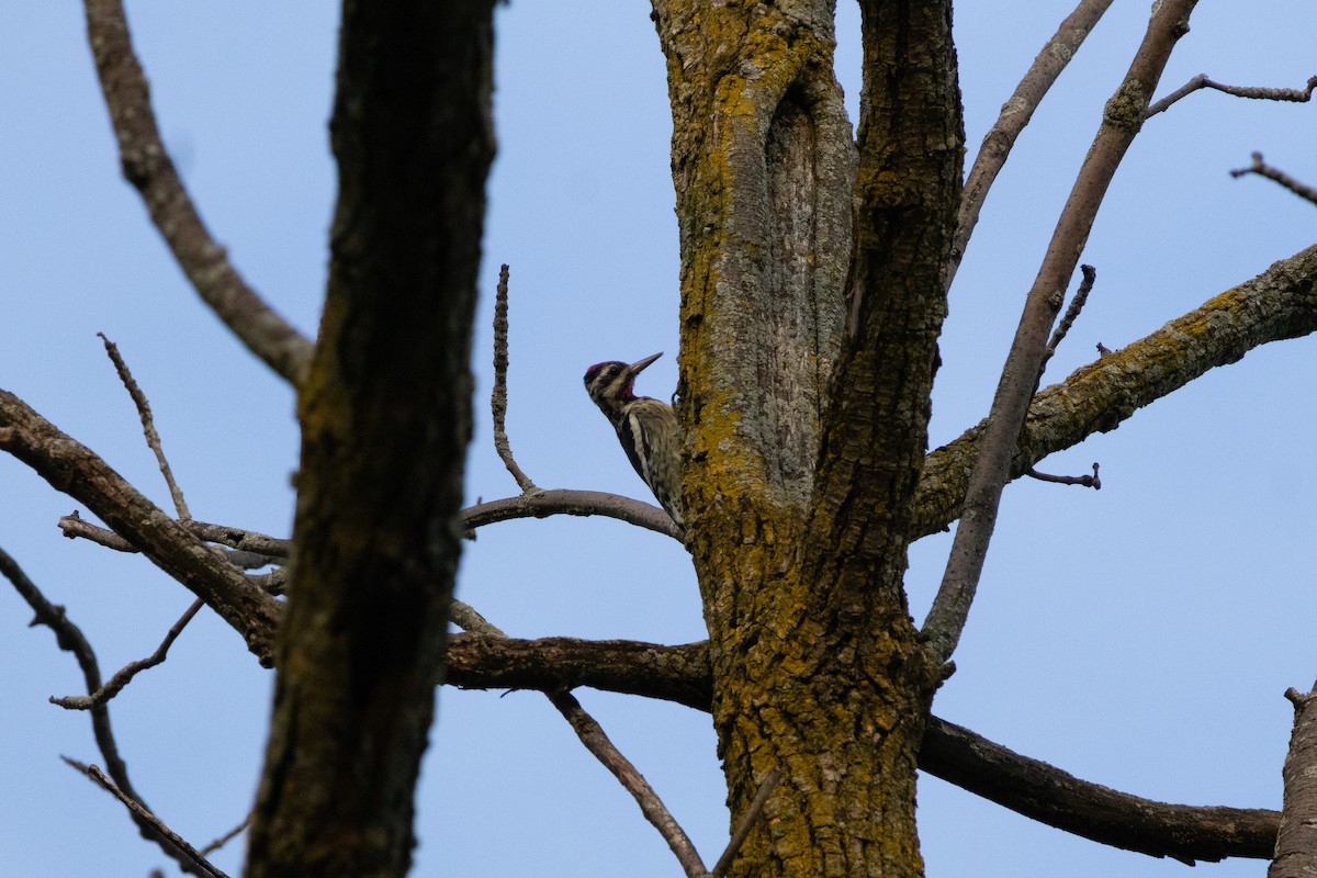 Yellow-bellied Sapsucker - ML623963662