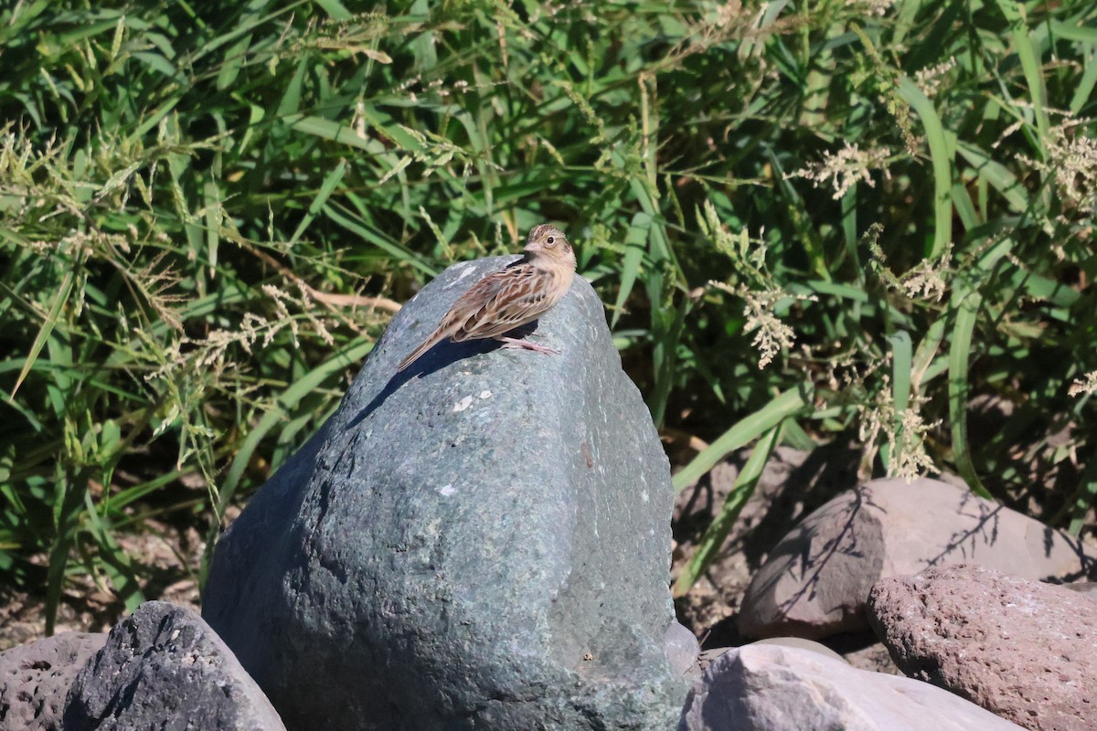 Grasshopper Sparrow - ML623963663