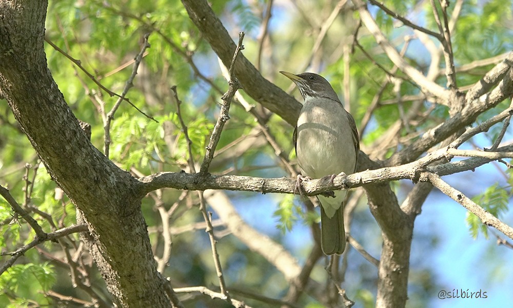 Creamy-bellied Thrush - ML623963664