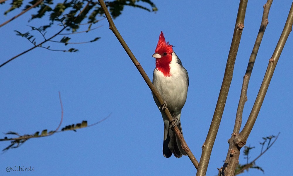 Red-crested Cardinal - ML623963673