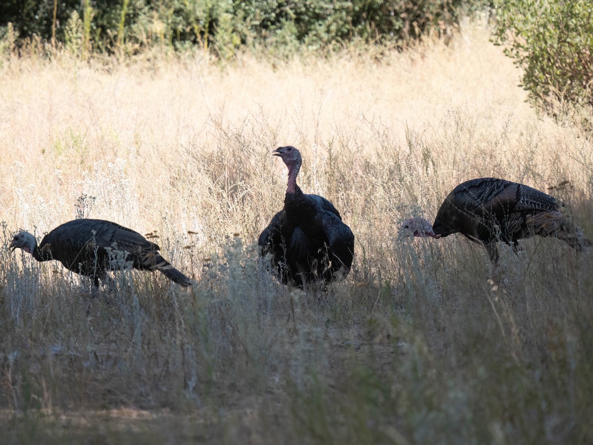 Guajolote Gallipavo - ML623963695