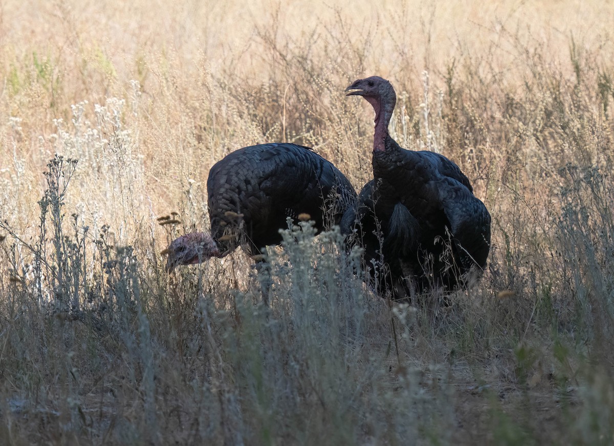 Wild Turkey - ML623963697