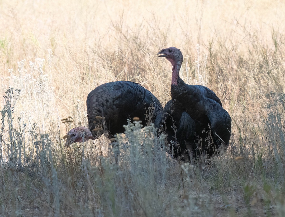 Wild Turkey - ML623963705