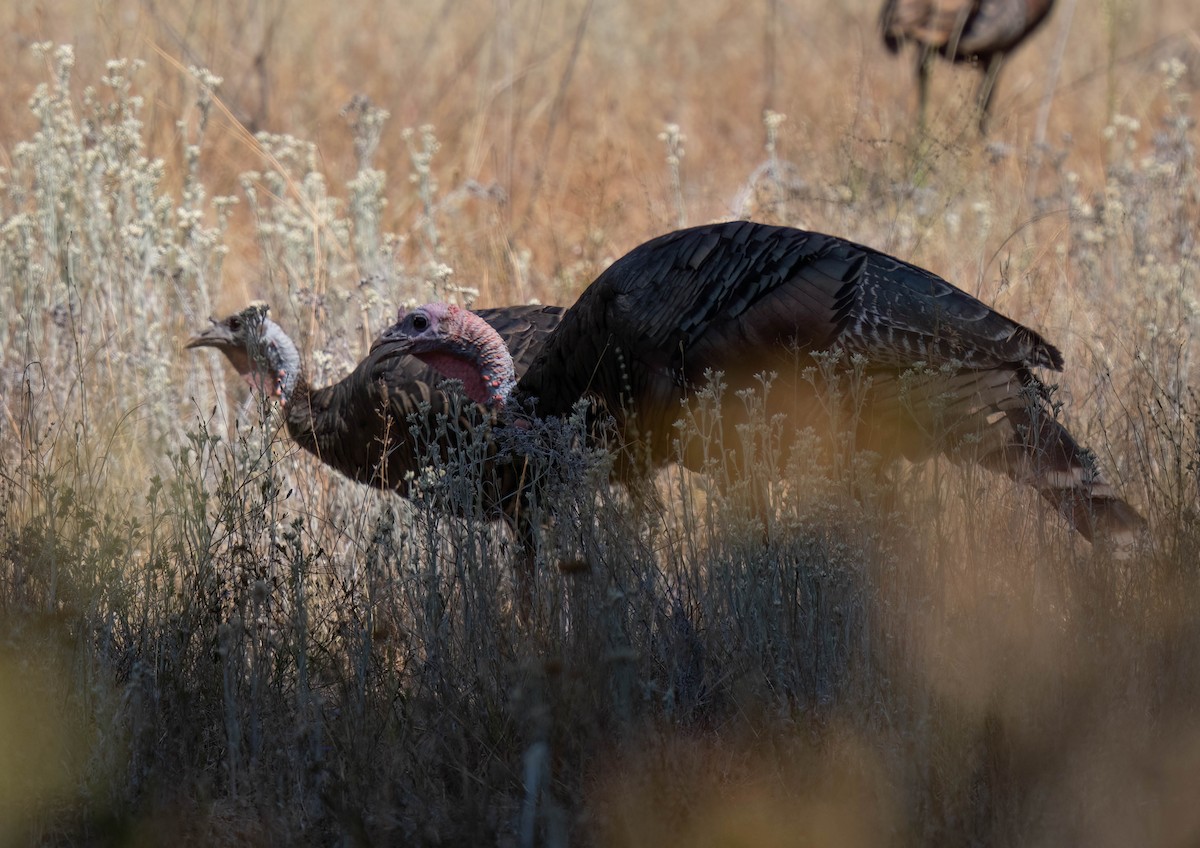 Wild Turkey - ML623963706