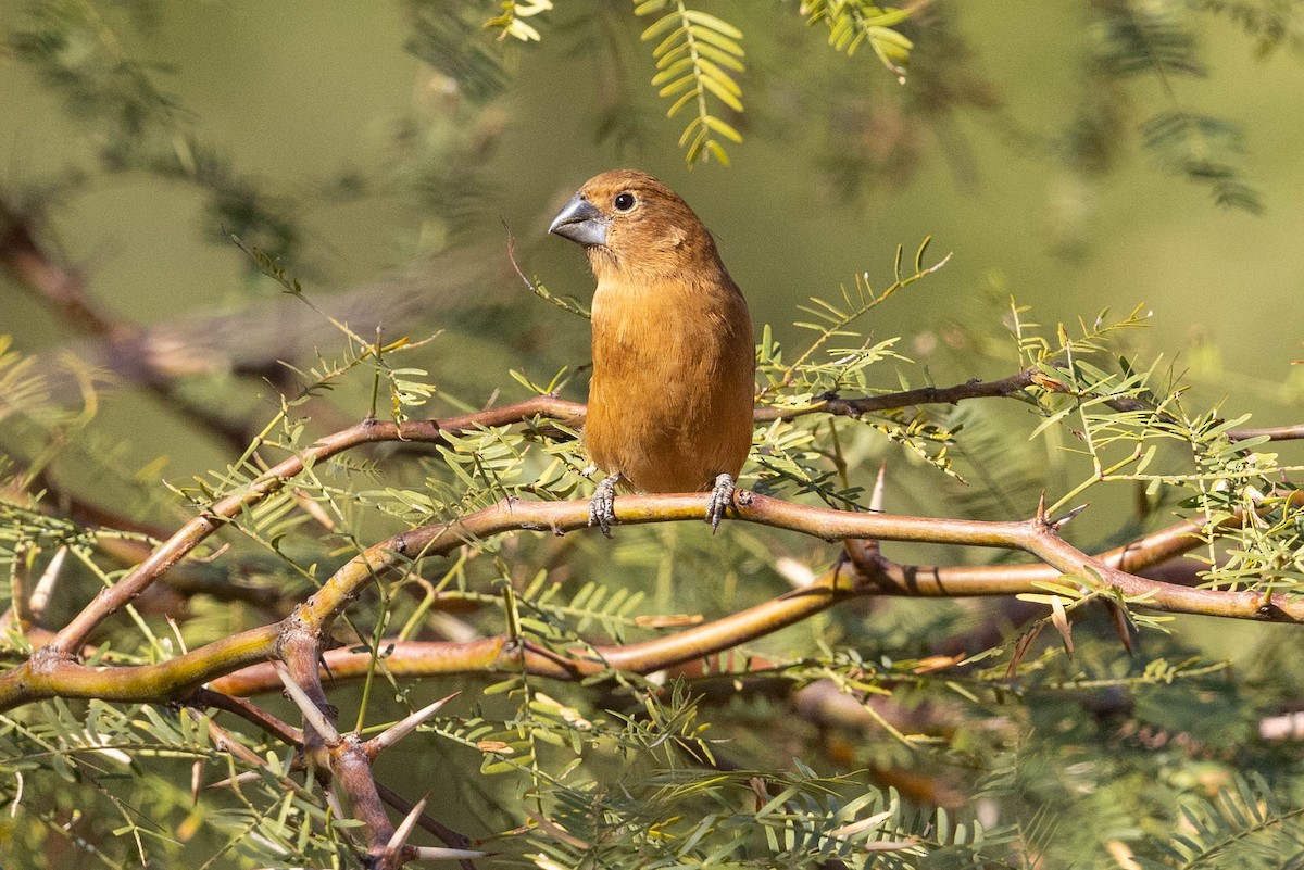 Ultramarine Grosbeak - ML623963723