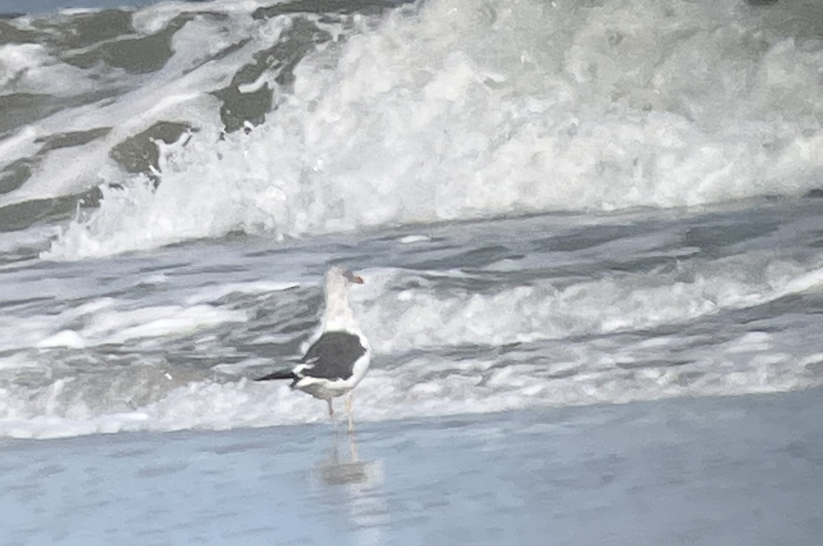 Lesser Black-backed Gull - Molly Herrmann