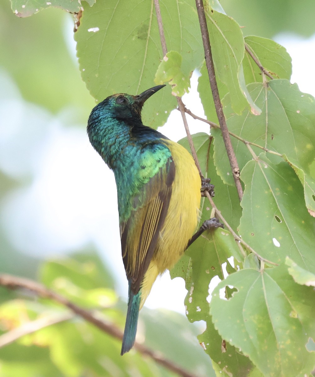 Collared Sunbird - ML623963764