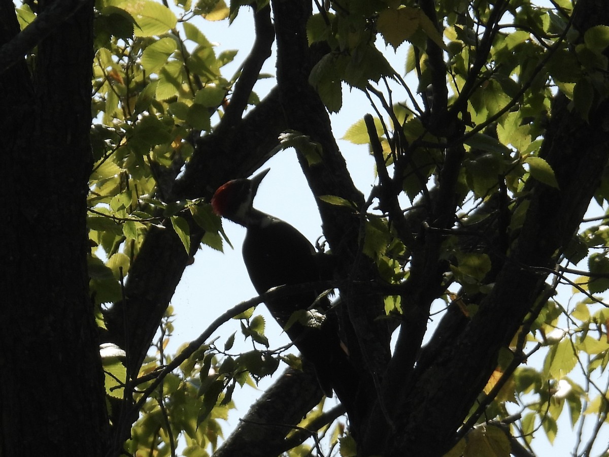 Pileated Woodpecker - ML623963779