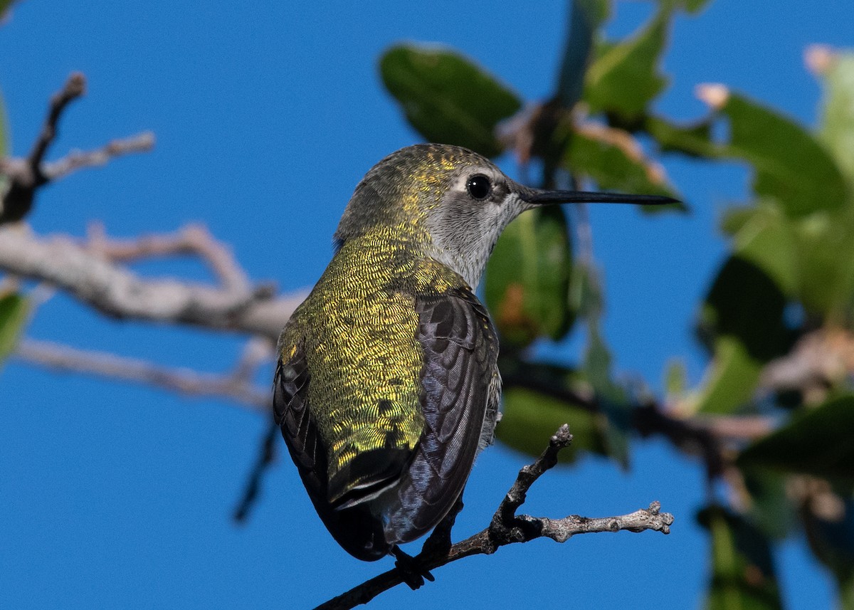 Anna's Hummingbird - ML623963781