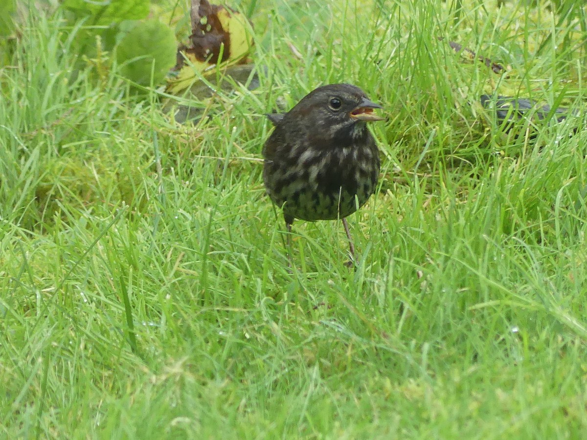 Song Sparrow - ML623963788