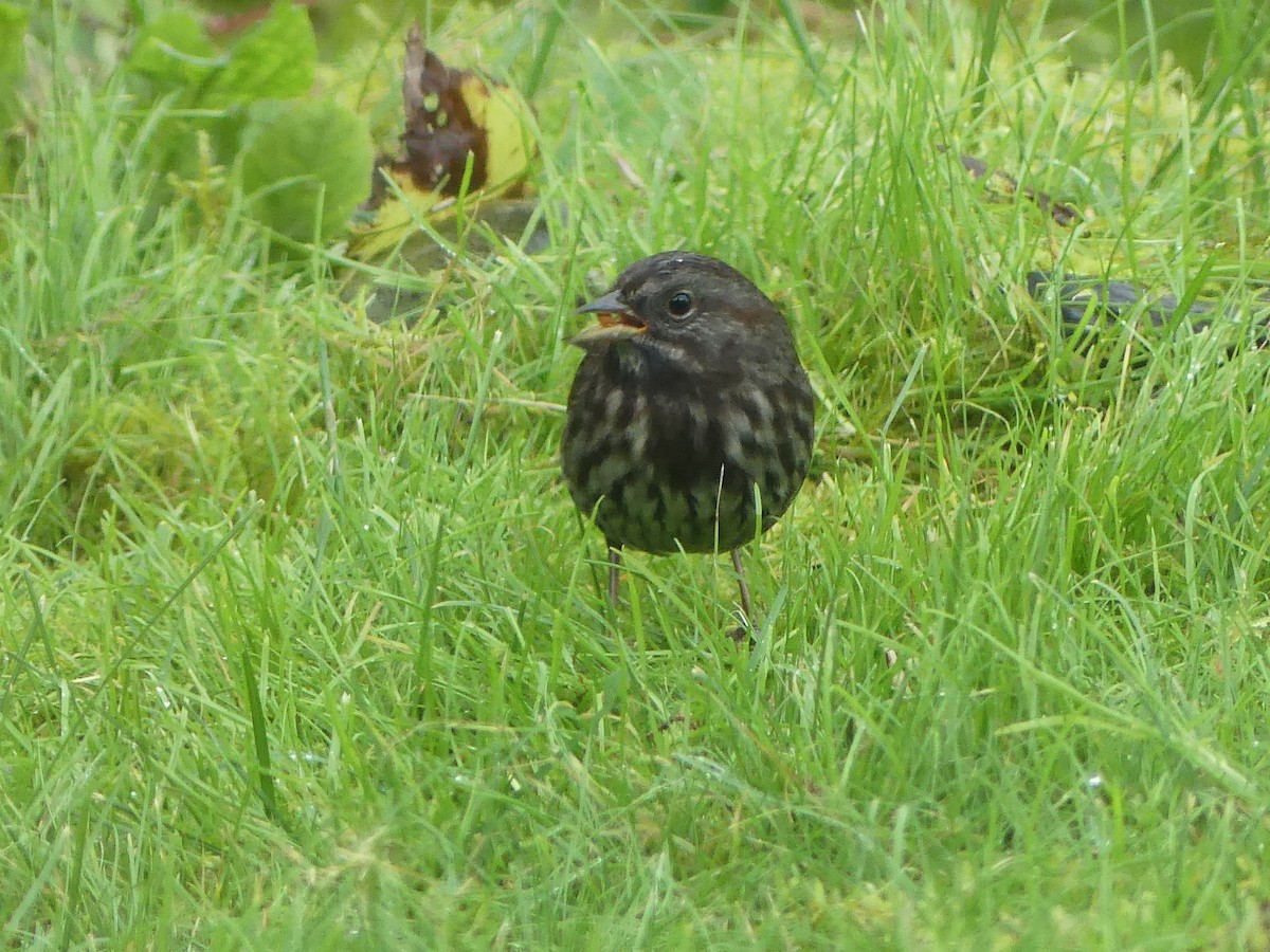 Song Sparrow - ML623963789