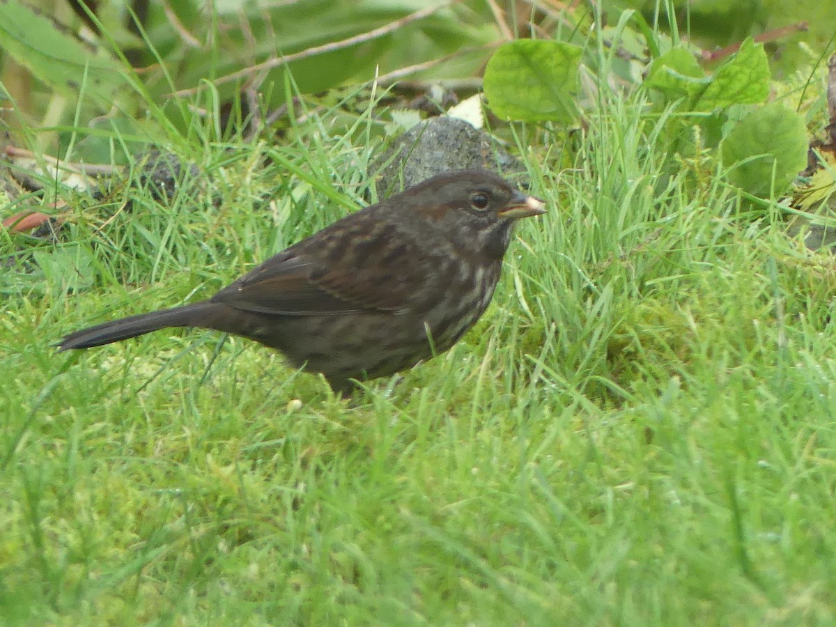 Song Sparrow - ML623963790