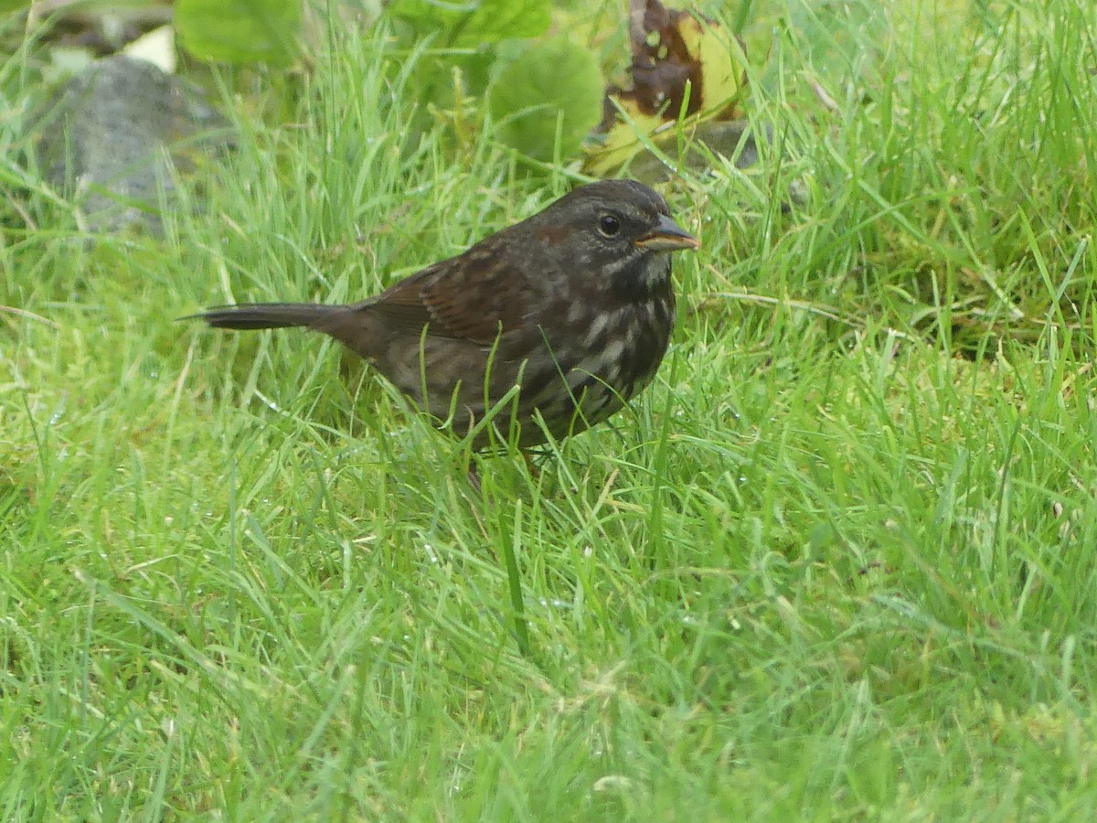 Song Sparrow - ML623963791