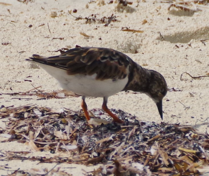 Ruddy Turnstone - ML623963794