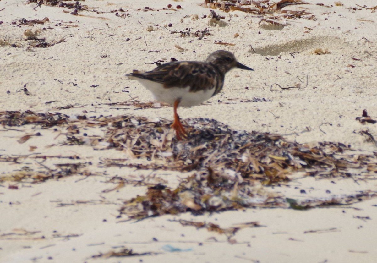 Ruddy Turnstone - ML623963795