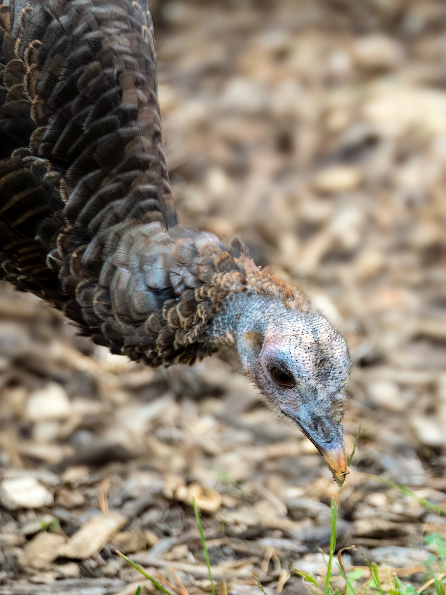 Wild Turkey - ML623963796