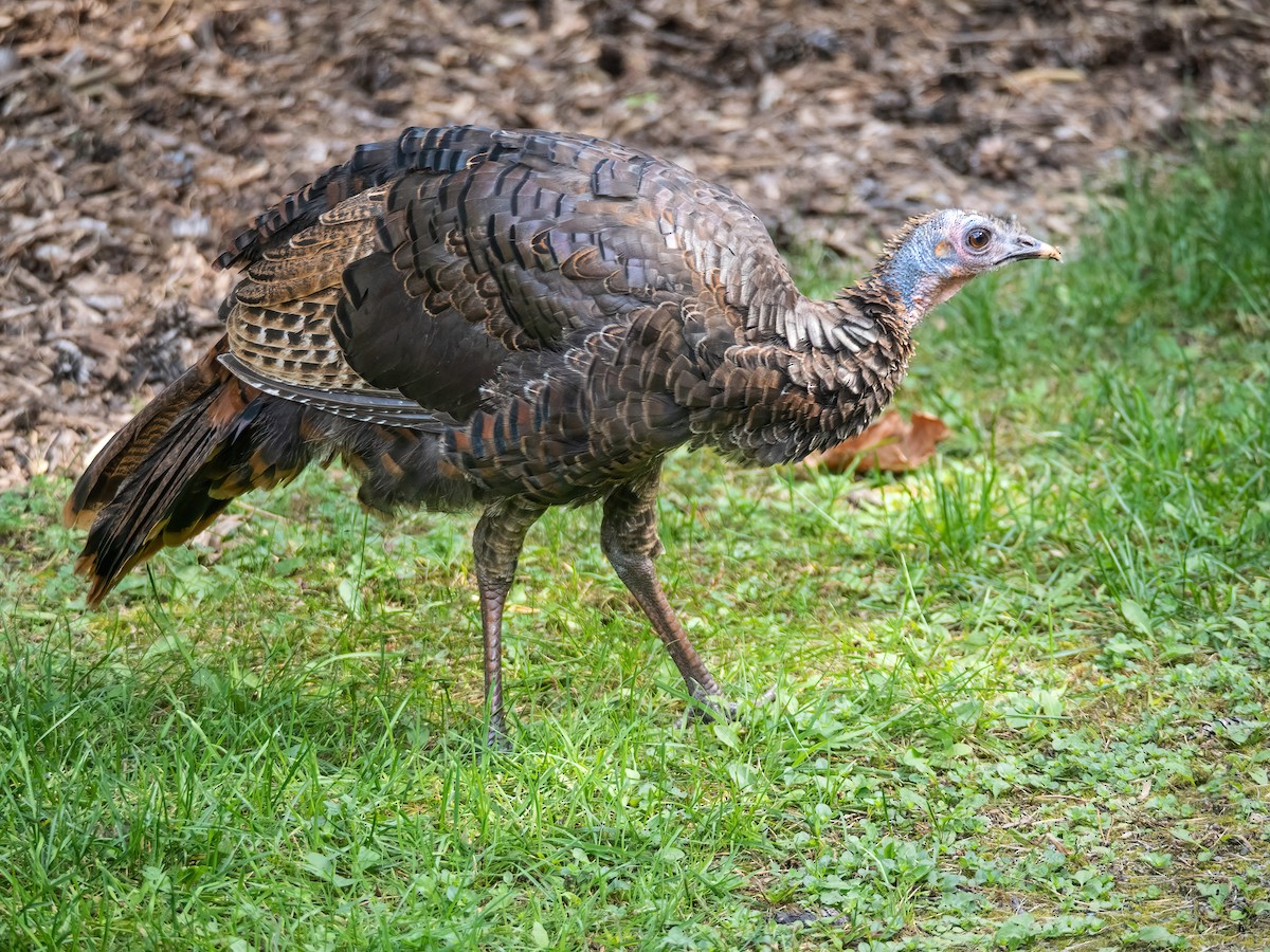 Wild Turkey - Danielle  A