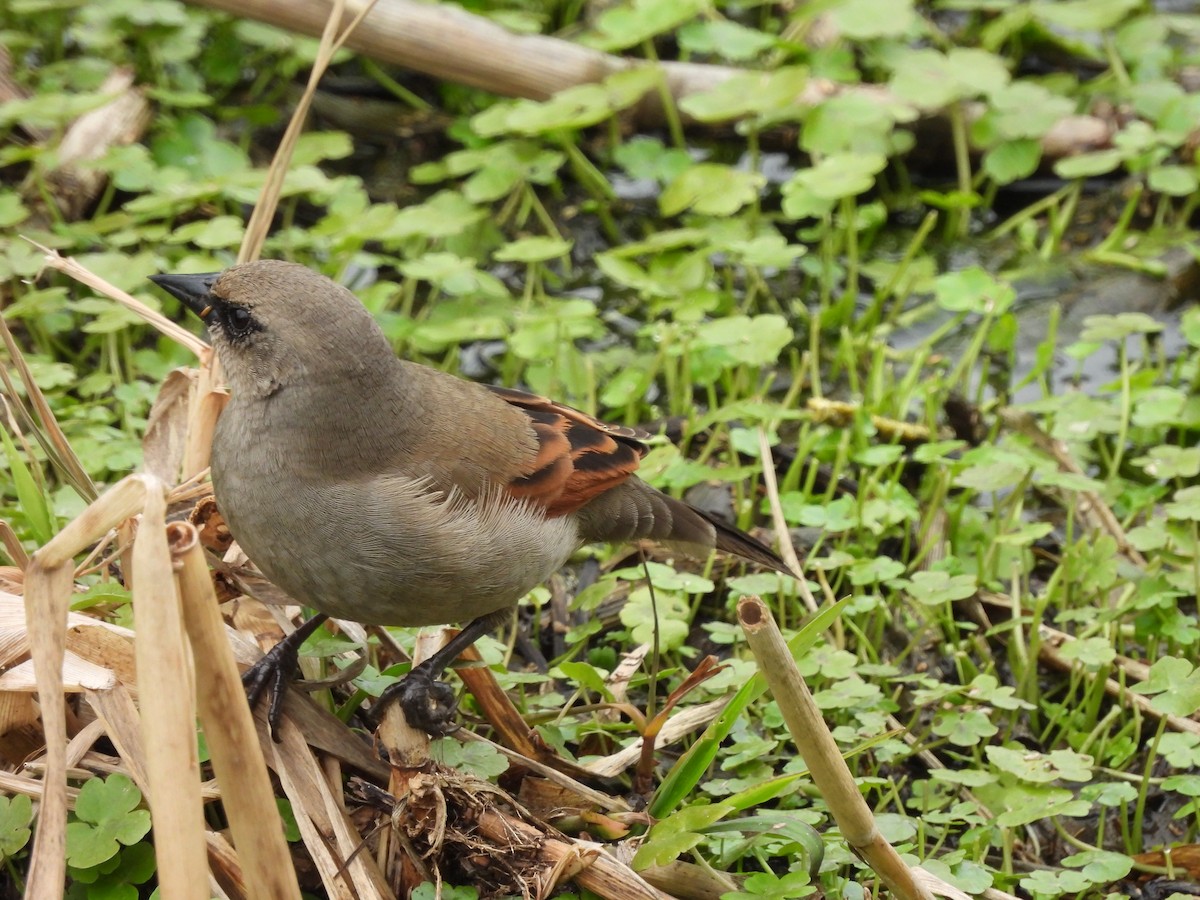 クリバネコウウチョウ - ML623963808