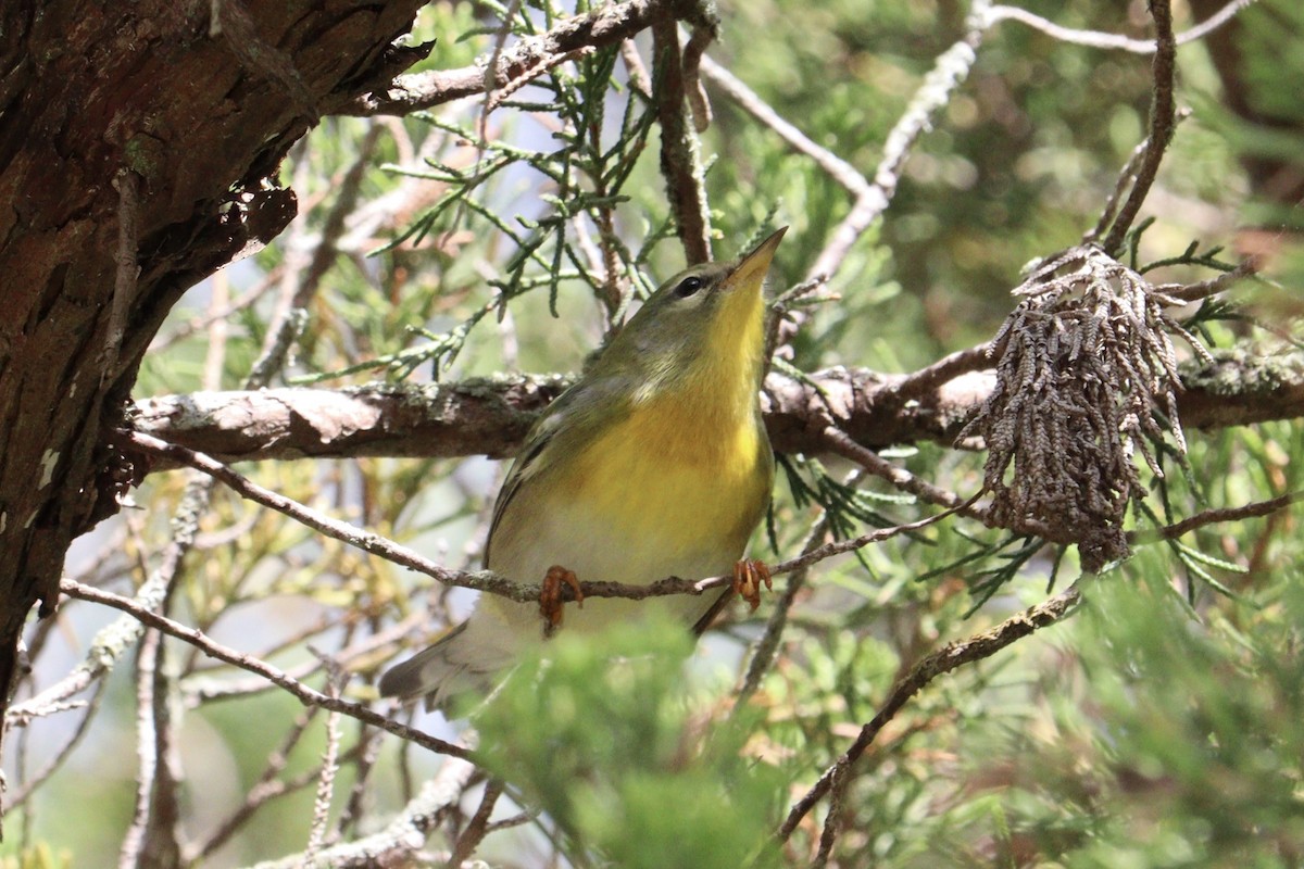 Northern Parula - Molly Herrmann