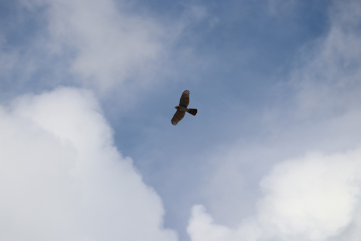 Cooper's Hawk - Molly Herrmann